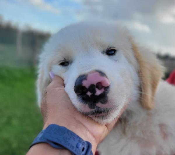 Cesare, Cucciolo Dal Nasino Maculato ❣️